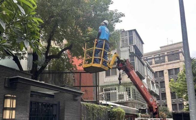 Dịch vụ cắt tỉa cây xanh